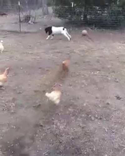 Comprei um bode e coloquei o nome de Neymar