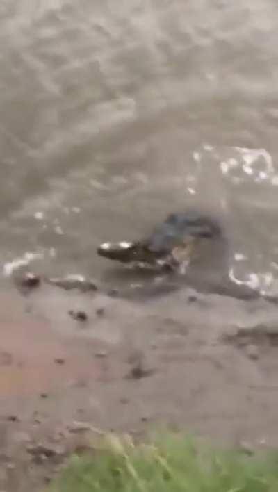 Crocodile having lunch.