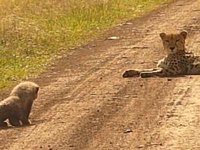🔥 This cheetah cub practicing its stalking skills on its mom 🔥