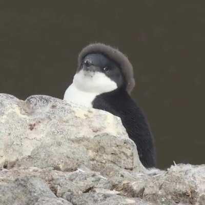 Adélie penguin sporting a proper haircut
