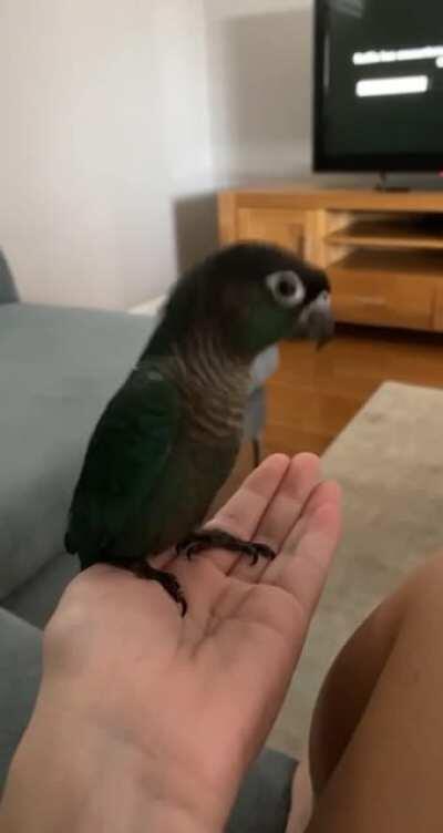 metal birb