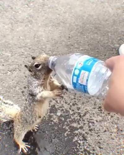 Squirrel ask Human for water