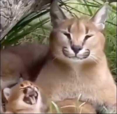 Big floppa and his son