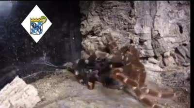 an oc meme from my friend who doesn't have reddit