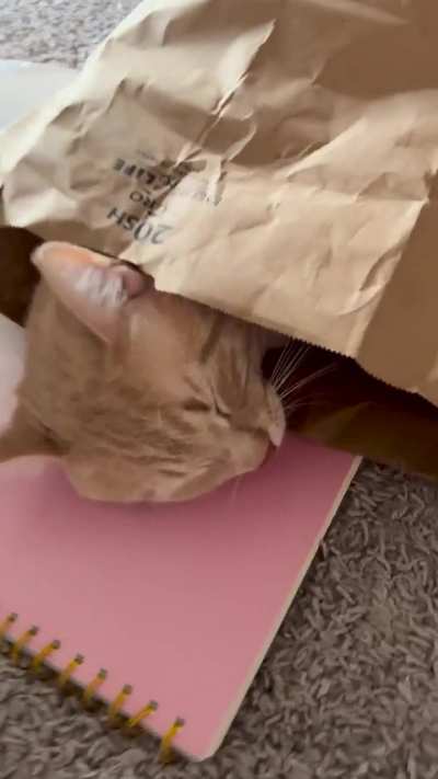 the bed he has vs the “bed” he’d rather use