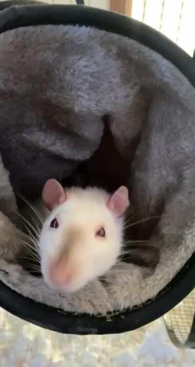 love seeing her first thing when I get home. she wakes up just for me🥰