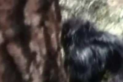 Harley Hoffman's Bigfoot footage from 2006 is possibly the clearest ever recorded