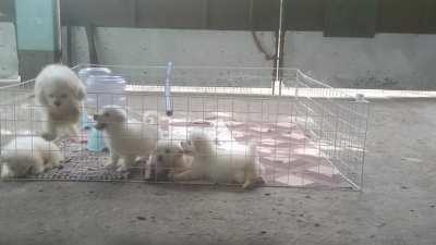 PrIsOnEr JuMpsS FeNceE AnD RuNs fReE!