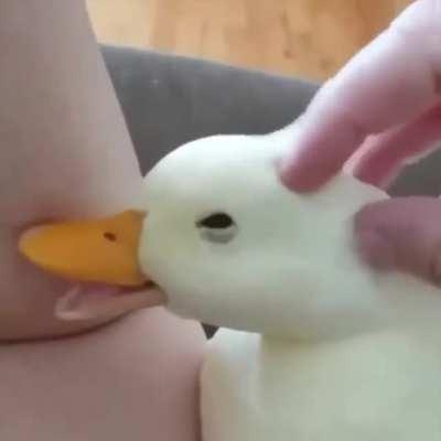 not really sure what I'm doing here so here's a duck gif for anyone that needs it