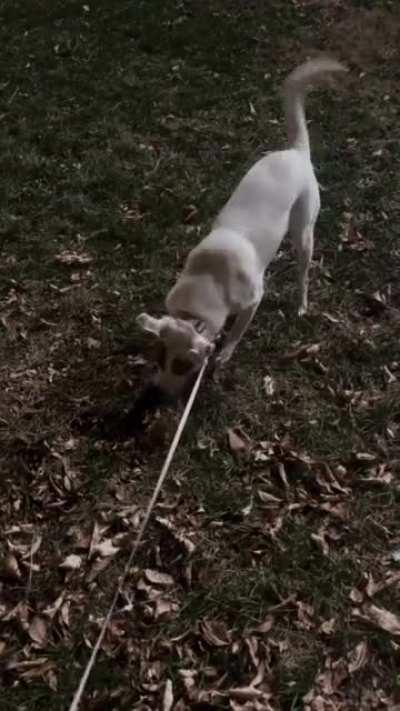 I thought this was a cute video of my dog playing in the grass but it's actually a cute video of my dog rolling around in shit.