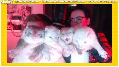 Have you ever seen the ferret equivalent of a Mexican wave?