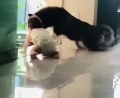 Good dog keeping baby safe