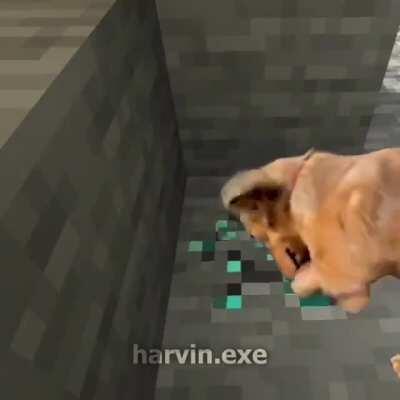 Filho do Tobia e Brancona Burro pra Cacete