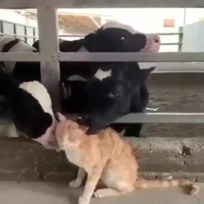 Cat's getting love from all the grass puppers.