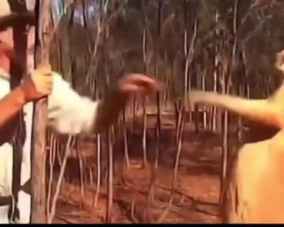 How to deescalate a kangaroo fight