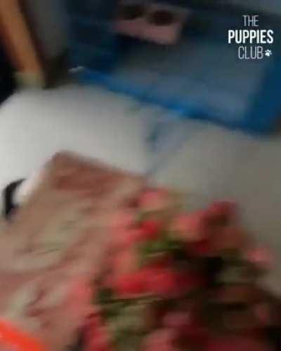 Don’t know if it’s panda or a dog