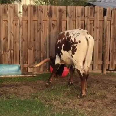 Tex keeps his eye on the ball during spring training at Ima Survivor Sanctuary