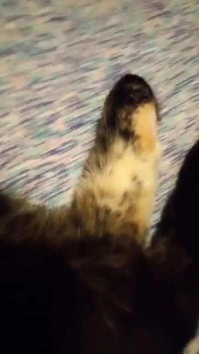 The vet says that the one white spot on her foot makes her a calico not a tortie (lighting isn't great but it is white)