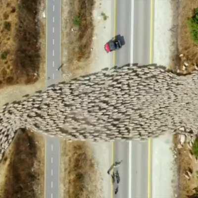 2023'te AK koyunlar oy kullanmaya gideyeah