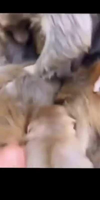 Monke Generator: Brings in monkeys around a 1 mile radius.