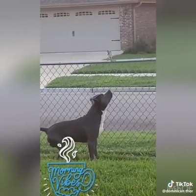 Dog makes friends with a bird