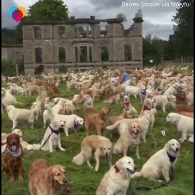 Golden Retrievers in Scotland celebrating their 155th anniversary as a breed