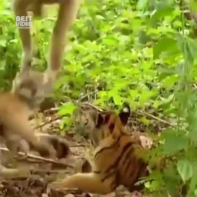 🔥 Gibbons like to live dangerously