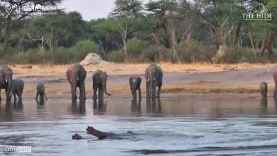 🔥 Moto Moto the hippo, ruling his waterhole and putting on a show for the elephant audience
