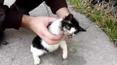 SavedMyDay. Kitten Gets A Happy Ending (sfw)