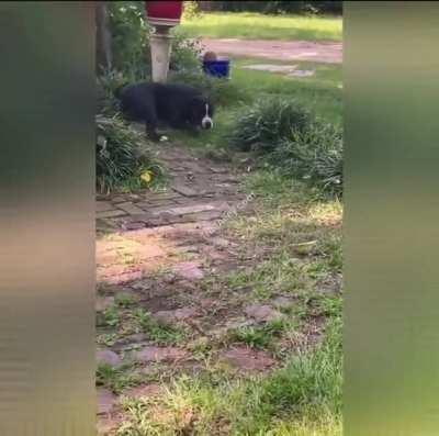 Man’s best friend becomes the snake den’s best champion