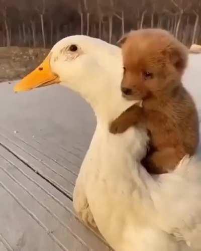 ❤️❤️( not my pets)