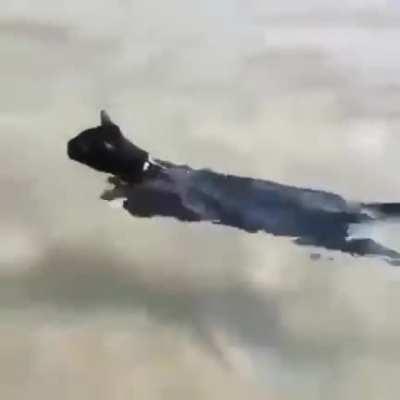 cats of the day 36 (swim!!!)