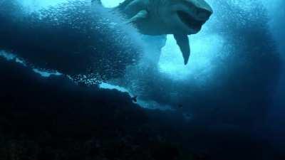 Megalodon being followed by a Livyatan melvillei .. base model by Robert Fabiani Music by Robert Fabiani