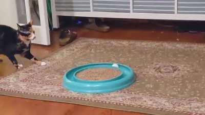 This tent might be the best $10 I ever spent