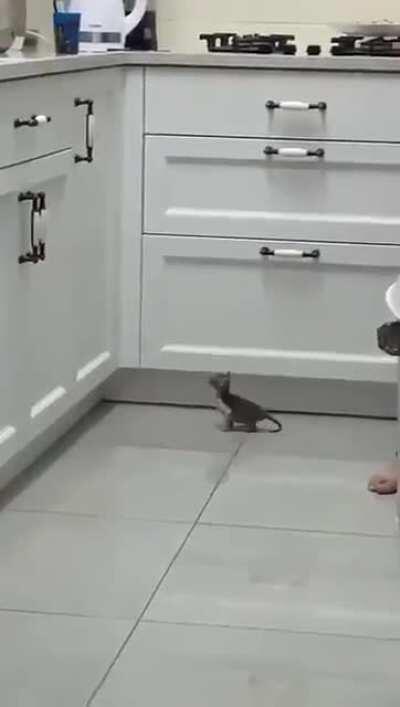 to jump on the kitchen sink