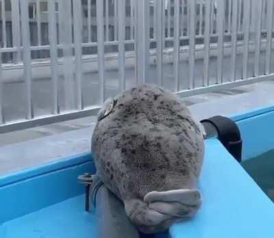 Big boy doesn’t want to get up