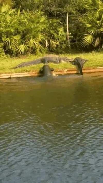 This poor croc trying his best.