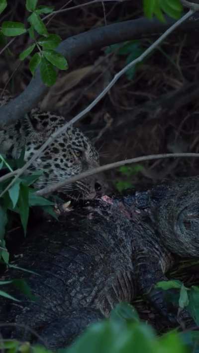 Jaguar tearing through the osteoderms of a caiman while it's still alive.