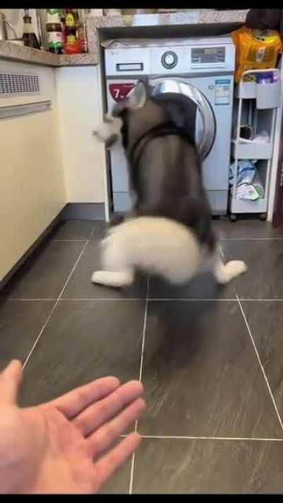 There's was an attempt to give Paw