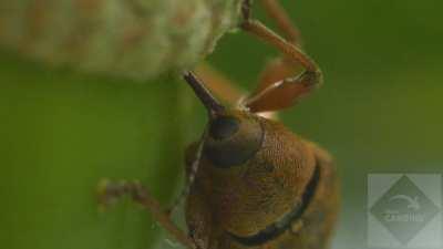 Really glad I found this sub. I spent months working on my weevil film, but sadly, it's not gone down too well. Great to know you guys appreciate it! Anyway here is a weevil laying eggs.