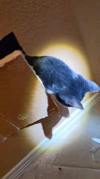 WCGW letting your cat in the attic unattended. Had ears on walls looking for her.