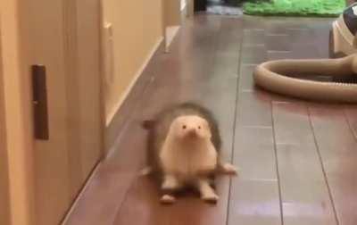 Thanks, I love sploot