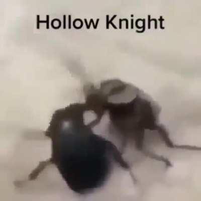 Rinha de besouro kkkkk