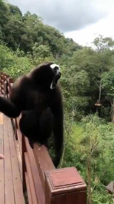 Today is the 19th of August is International Orang-utan Day and Monkey World Day.