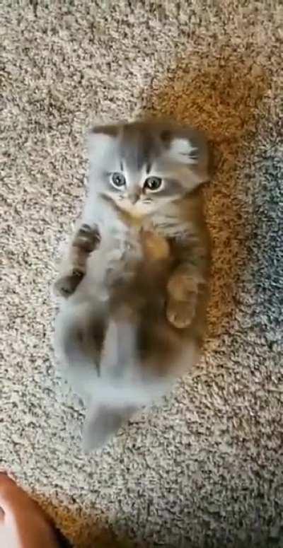 hooman more belly scraaatches