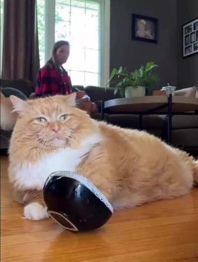 Dear diary, my food is over, I have not eaten for 0.0000000000000001983388 seconds, the person shows indifference and does not feed me… I don’t think I will last long…….