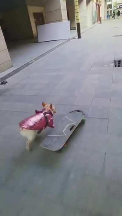 Frenchie cruising around the town