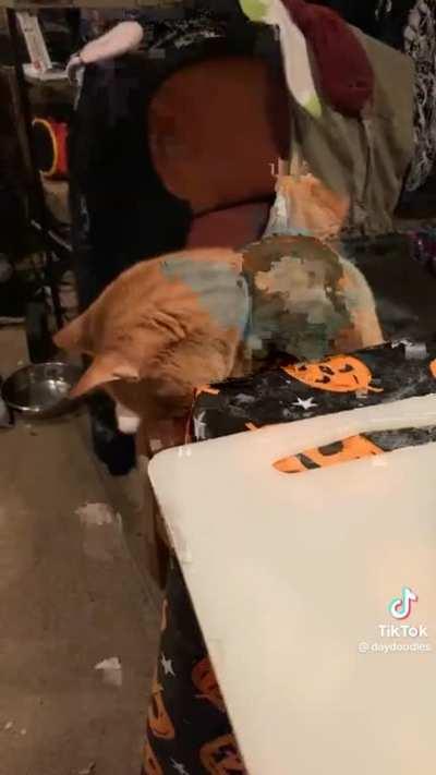 Let Him Pet the Cucumber