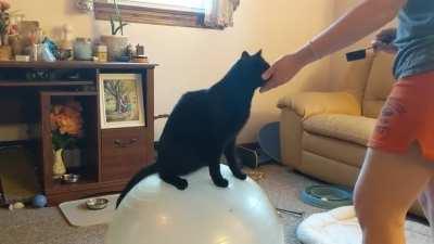 Hold my catnip while I work on my circus cat audition