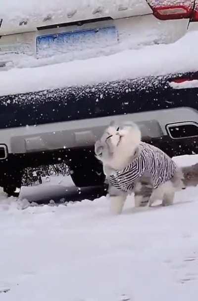 Fluffige Gadse im fluffigen Schnee